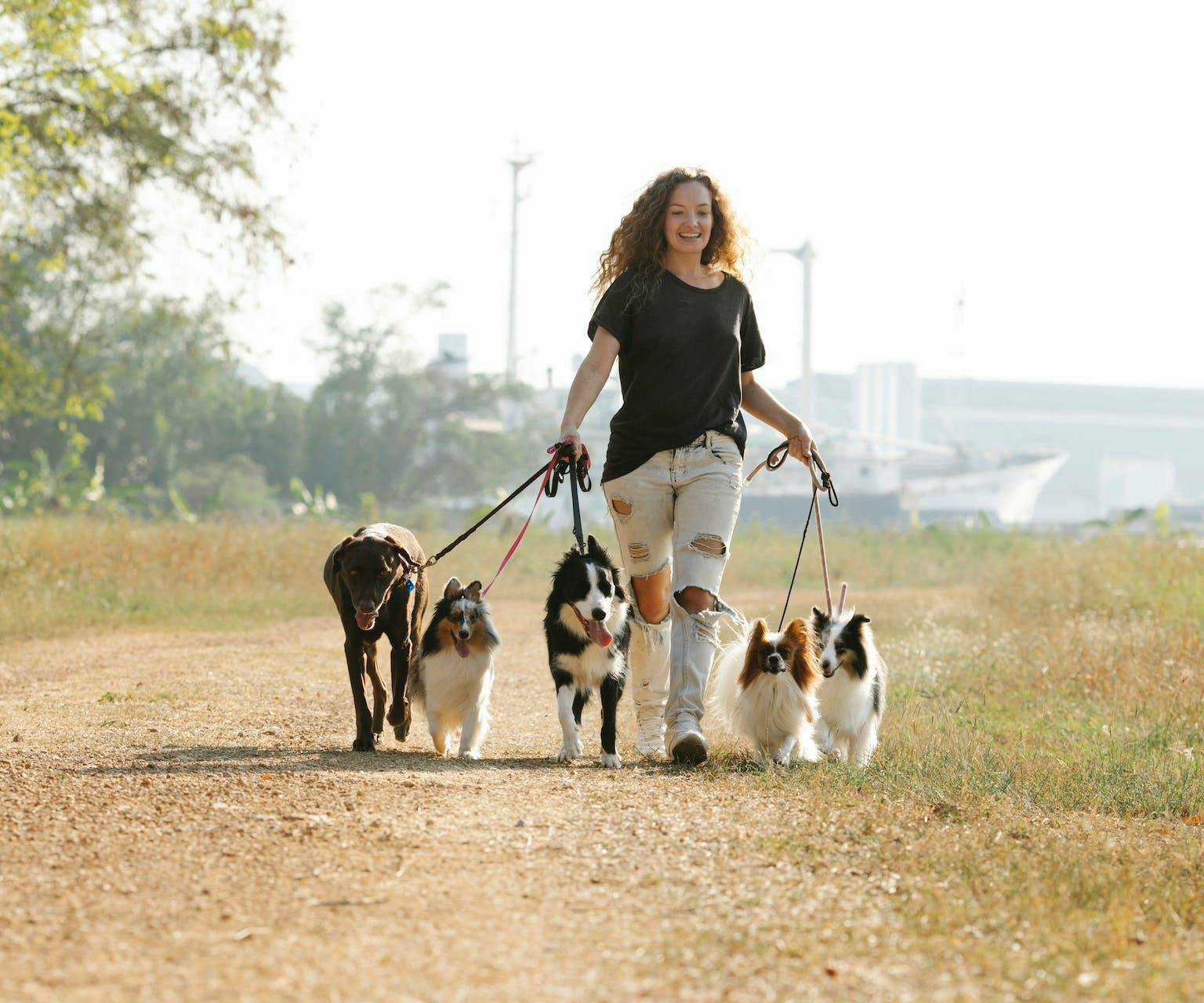 Miyabi Marketing's dog walking services in Amagansett example